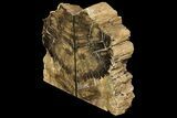 Petrified Wood Bookends - McDermitt, Oregon #158878-2